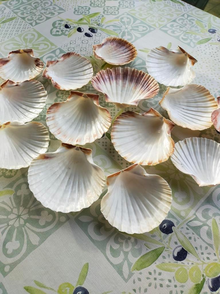 Lege Coquilles schelpen 25 stuks voor 5 euro., Huis en Inrichting, Keuken | Servies, Ophalen