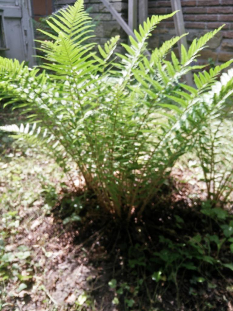 3 varens, Jardin & Terrasse, Plantes | Jardin, Enlèvement, Fougères
