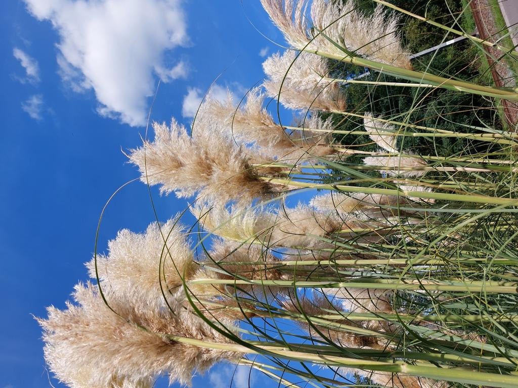 Mooie decoratieve fluffy pampas pluimen, Ophalen of Verzenden
