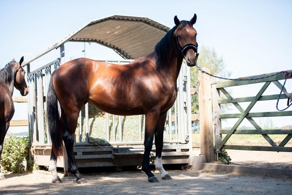 Veel belovende 3 jarige merrie met top karakter., Dieren en Toebehoren, Paarden, Merrie, Met stamboom, Dressuurpaard, Zadelmak