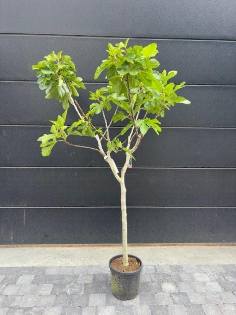 Vijgenboom - ficus carica Sultane 170cm hoog, Figuier, Été, En pot, Plein soleil