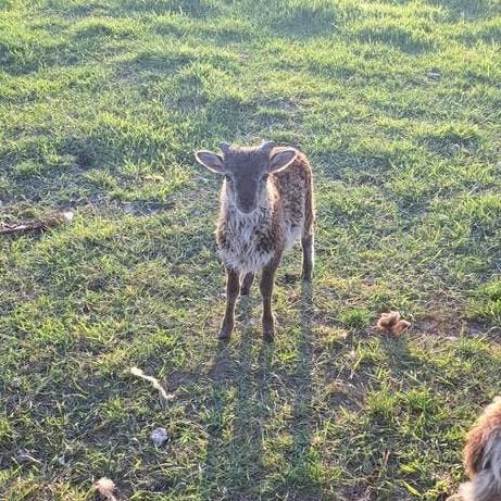 Soay lammetjes