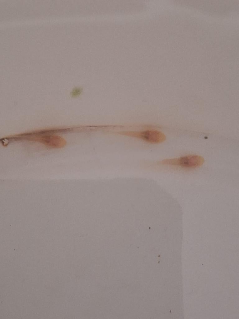 Ancistrus bristlenose albino’s, Dieren en Toebehoren, Vissen | Aquariumvissen