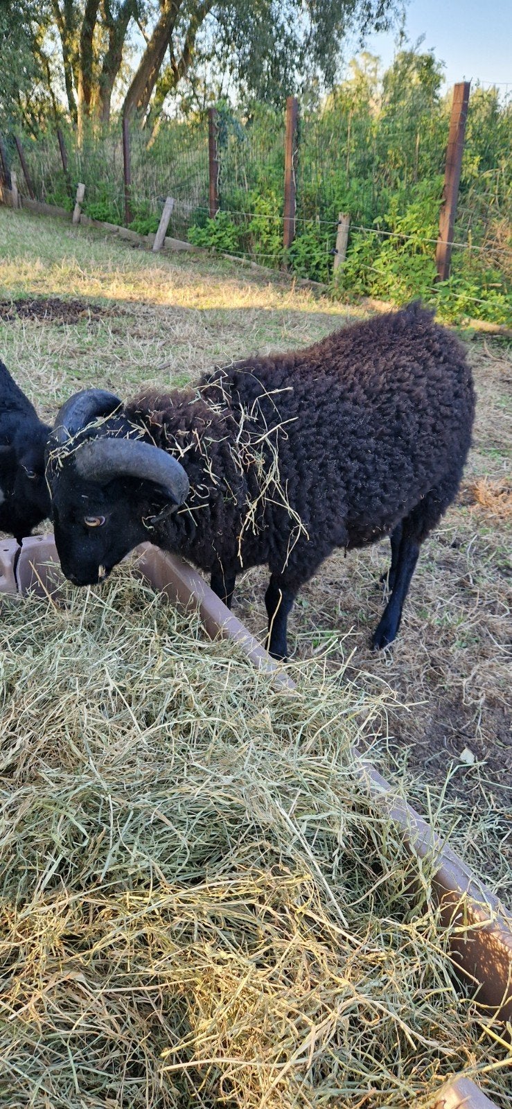 ouessant bokje, Animaux & Accessoires