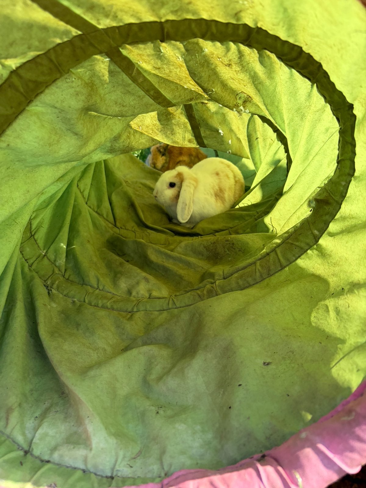 Gezocht konijnen!, Dieren en Toebehoren, Konijnen