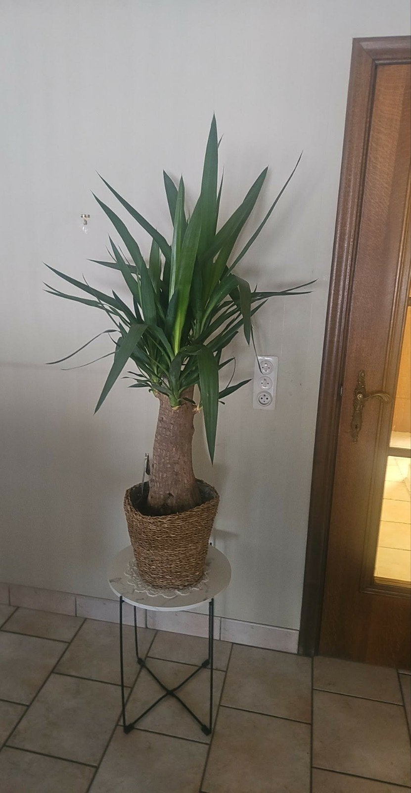 2 x grote planten mooie, Ophalen