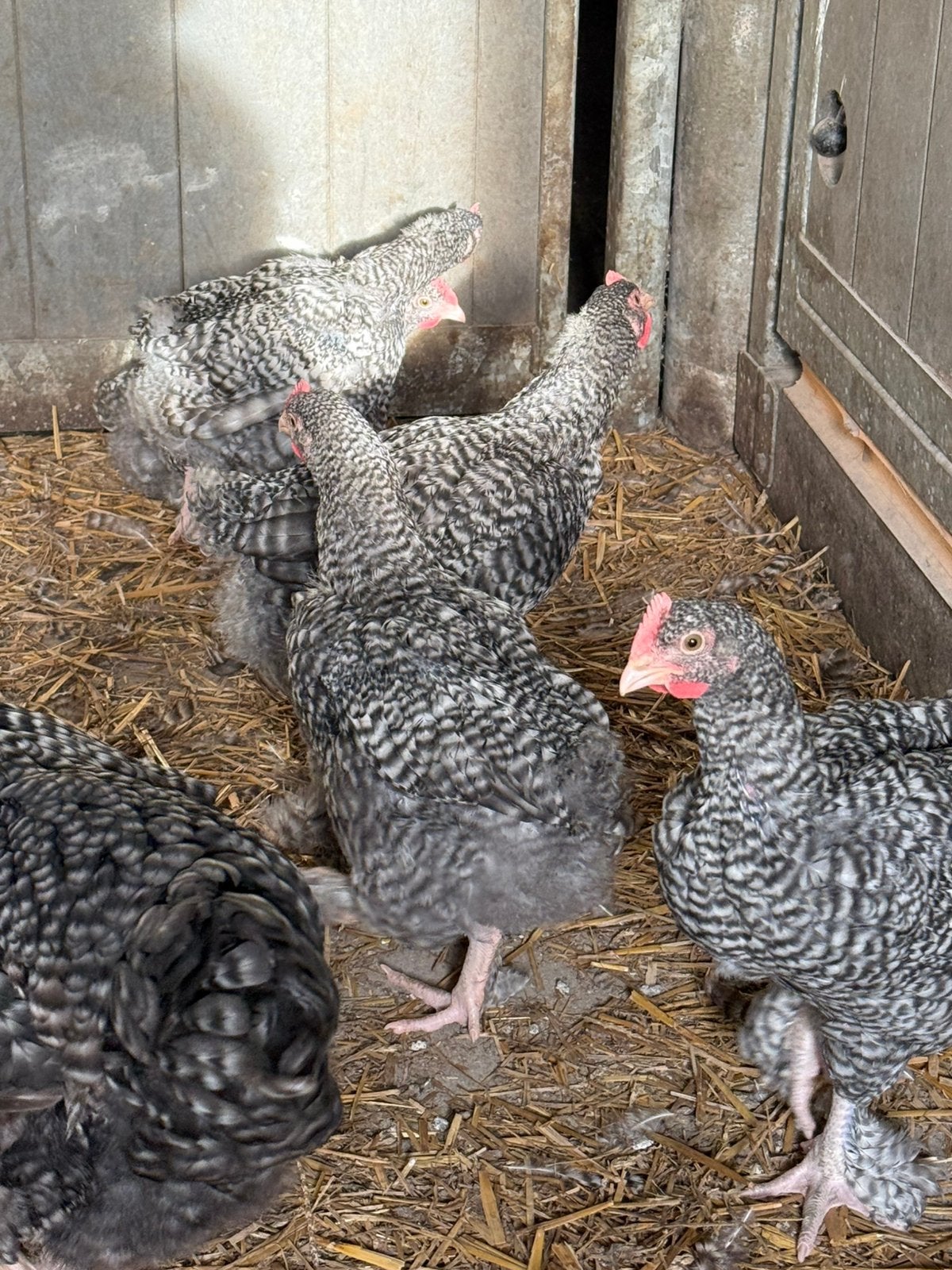 3 MECHELSE KOEKOEK HAANTJES, Dieren en Toebehoren, Meerdere dieren, Kip