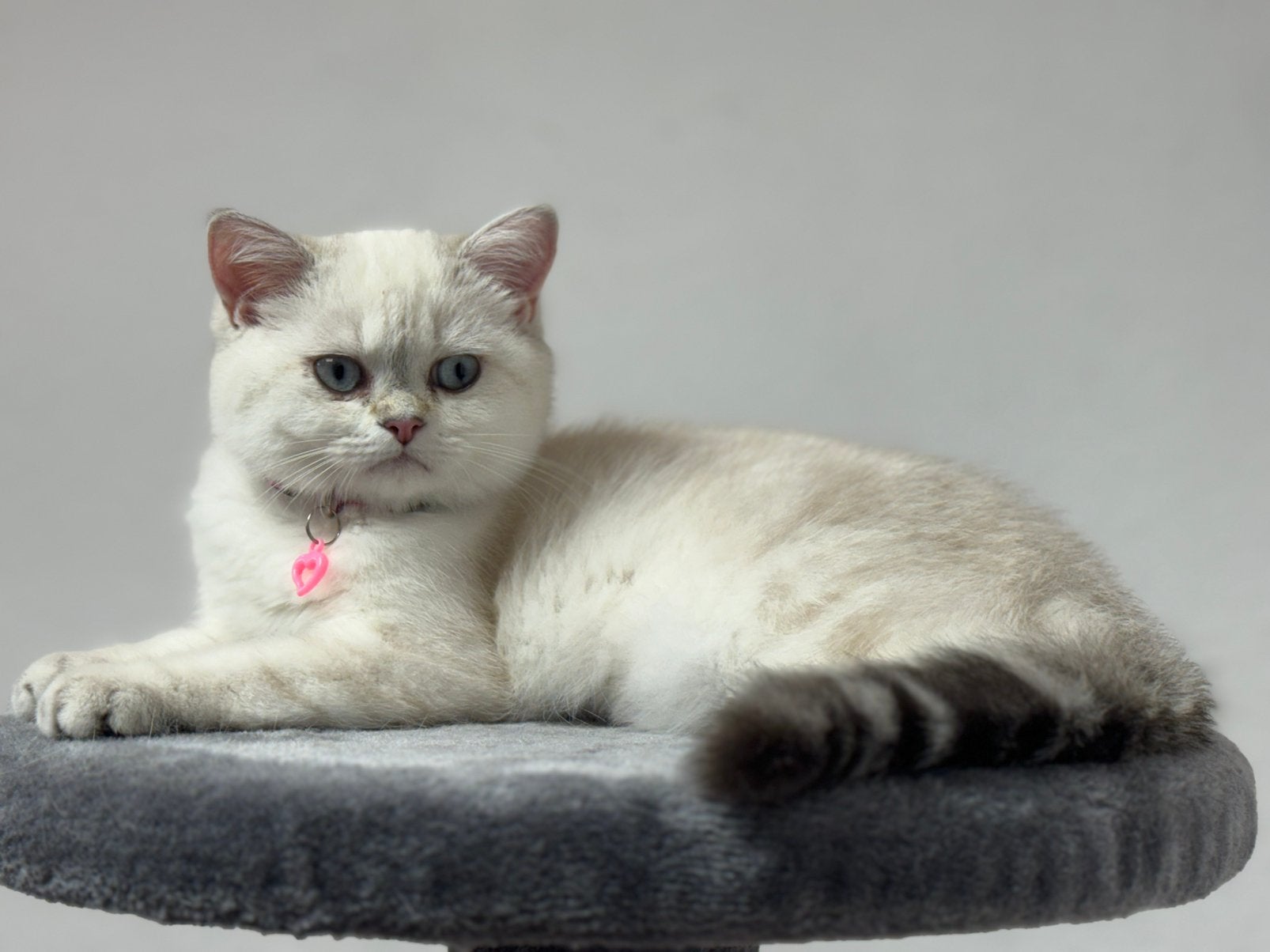 kitten Britse korthaar poes, Chatte ou Chat, Vermifugé, 0 à 2 ans