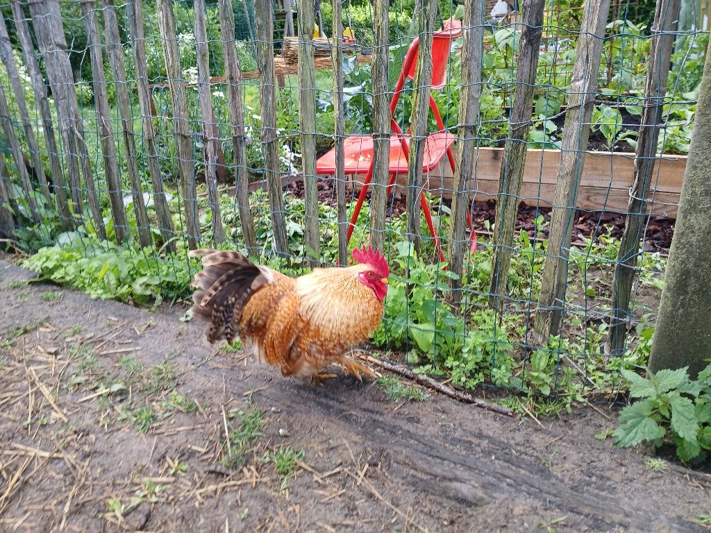 Haantje serama cochinkriel, Mâle, Poule ou poulet