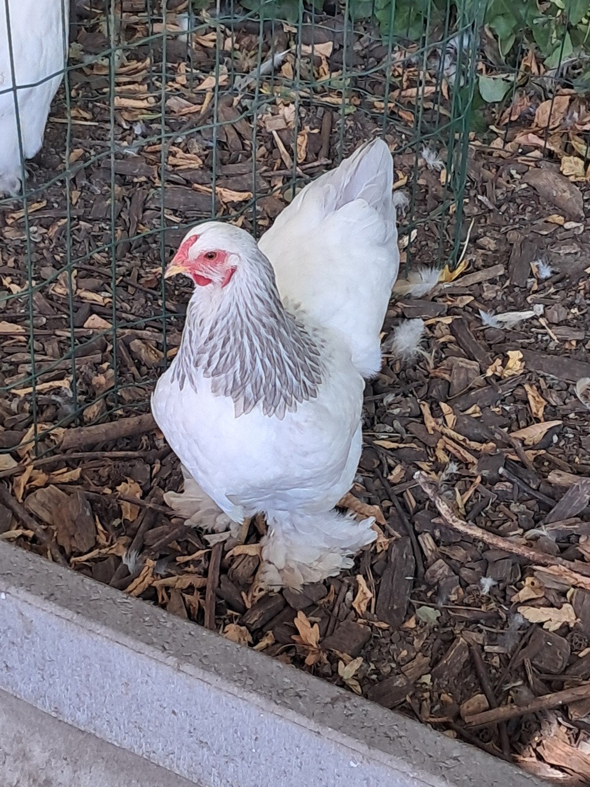 brahma kriel hen, Dieren en Toebehoren, Pluimvee, Vrouwelijk, Kip