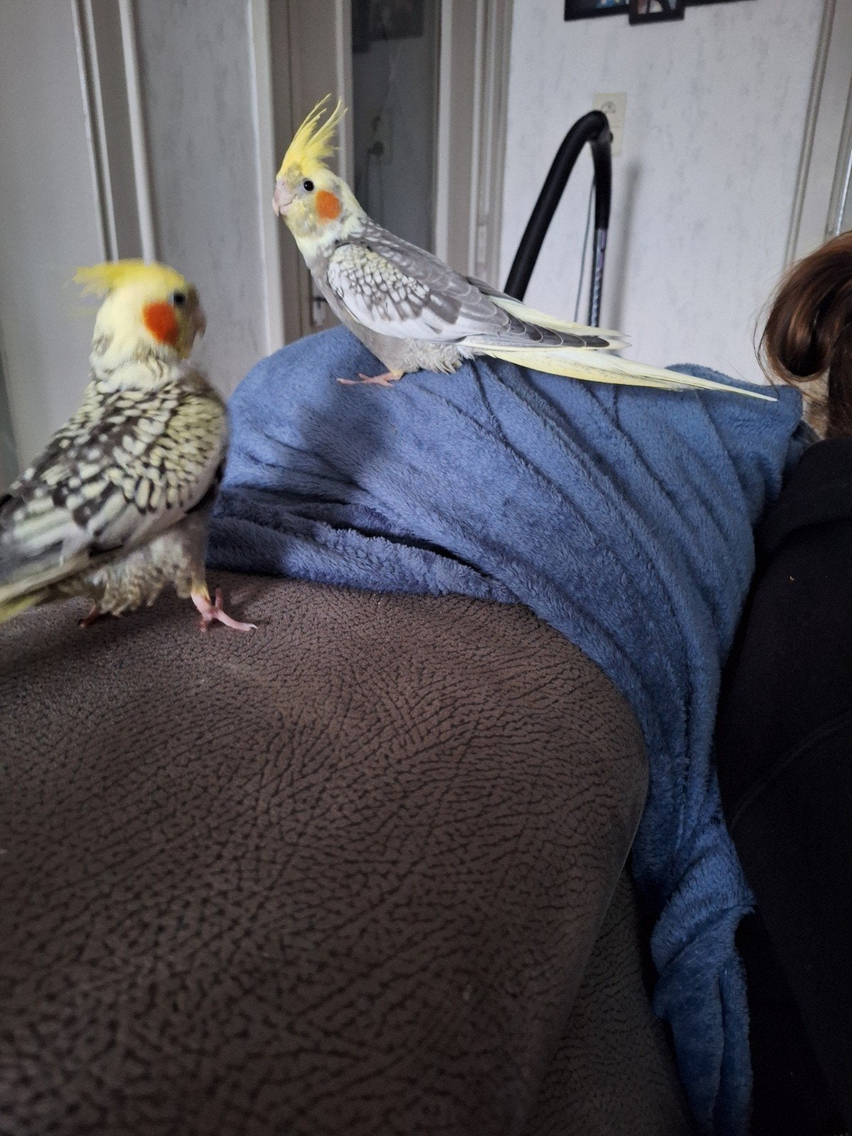 2 handtamme valkparkieten, Dieren en Toebehoren, Vogels | Parkieten en Papegaaien