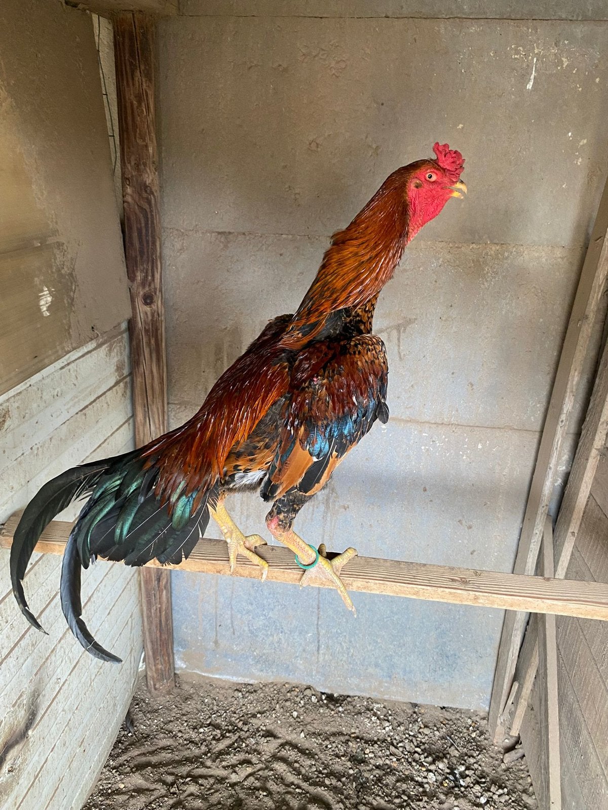 Jeune coq shamo, Mâle, Poule ou poulet