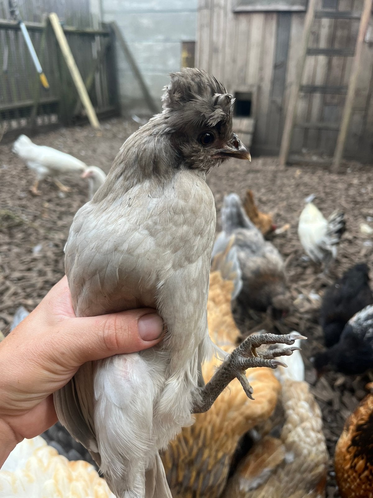 Krielhen, Dieren en Toebehoren, Pluimvee