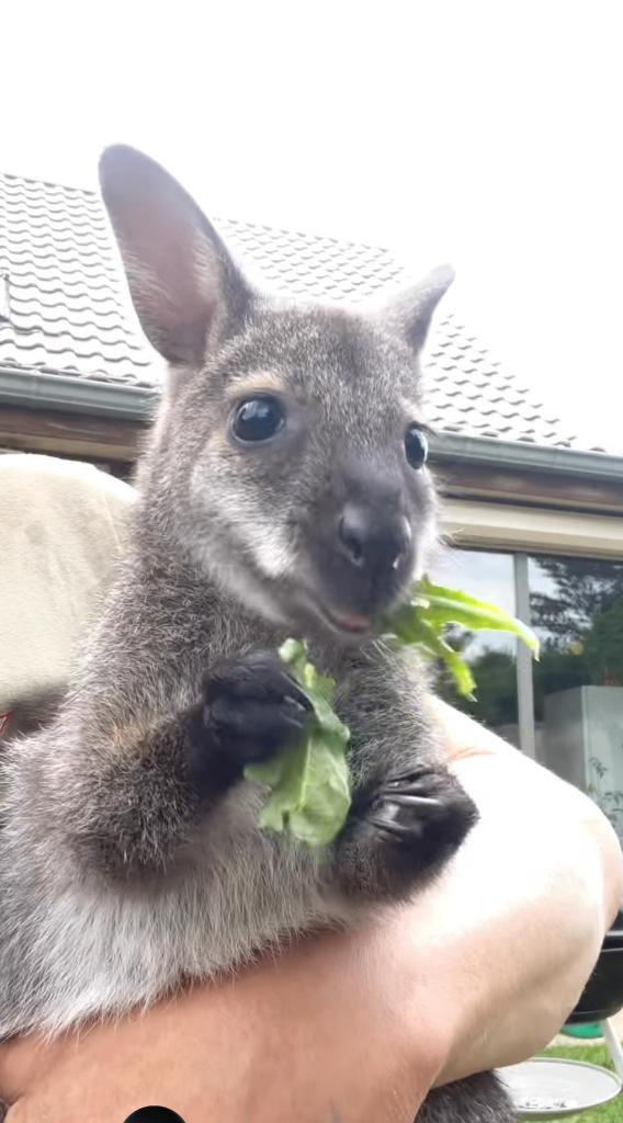 Wallaby  kangoeroe, Dieren en Toebehoren, Juli, Mannelijk