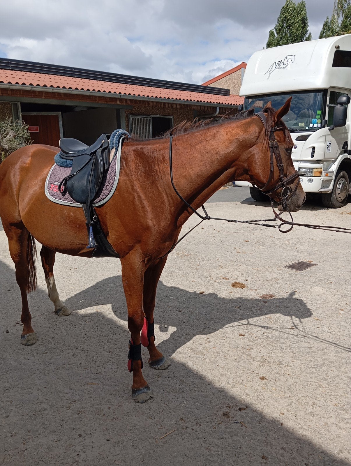 7 jarige ruin, Dieren en Toebehoren, Pony's, Ruin