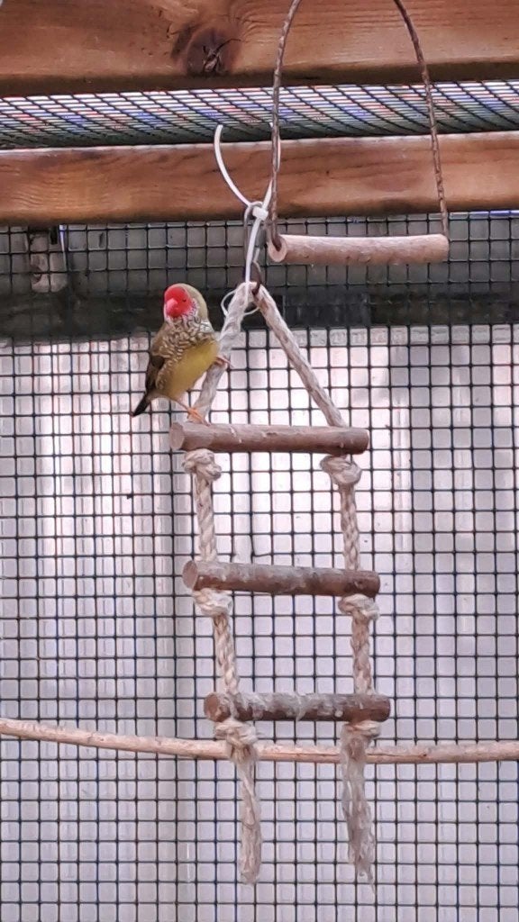 Binsenastrilde jong 2026, Dieren en Toebehoren, Tropenvogel