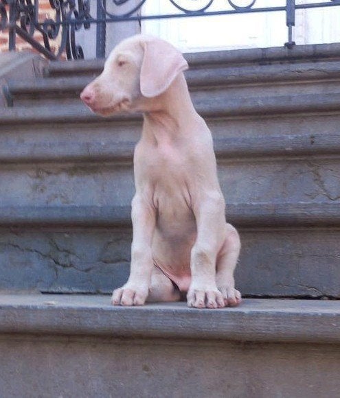 Dobermann puppy ( Isabel ), Maladie de Carré (chiens), Autres races, 8 à 15 semaines, Plusieurs
