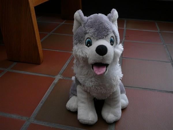 Mooie zachte Huski hond, Kinderen en Baby's, Speelgoed | Knuffels en Pluche, Ophalen, Hond, Zo goed als nieuw, Middelgroot (20 tot 80 cm)