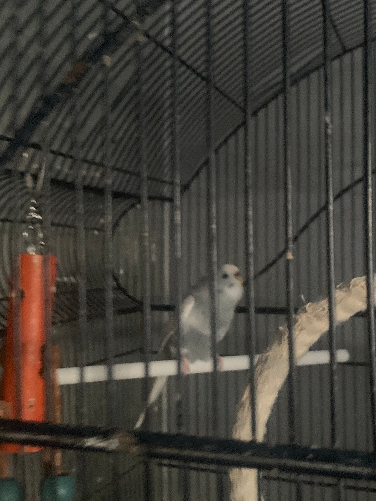 4 grasparkieten, Dieren en Toebehoren, Vogels | Parkieten en Papegaaien