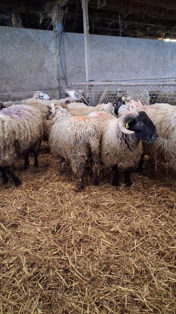 Moutons à vendre, Plusieurs animaux, Mouton, 0 à 2 ans