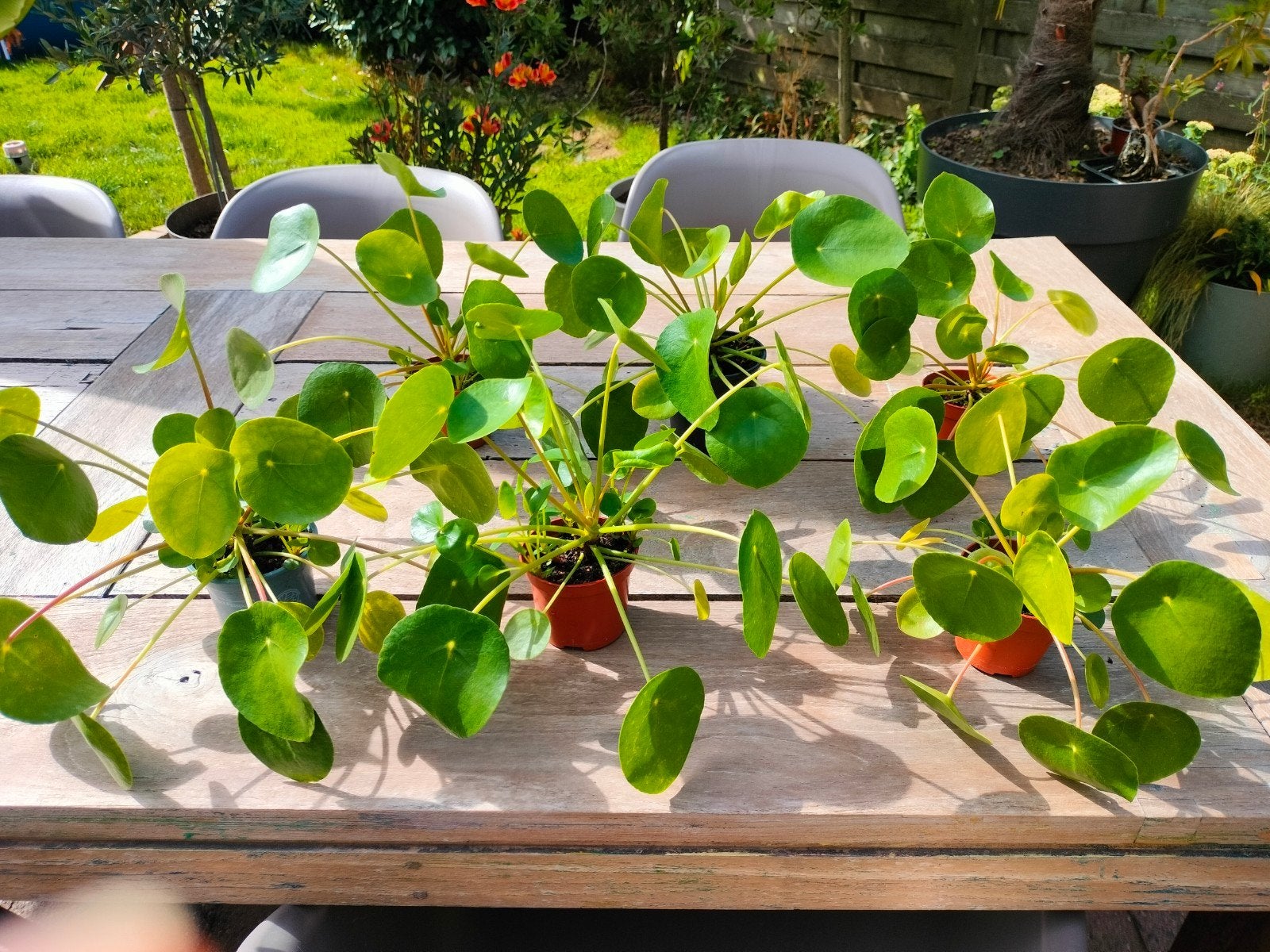 Pannekoekenplantjes, Maison & Meubles, Plantes d'intérieur, Enlèvement
