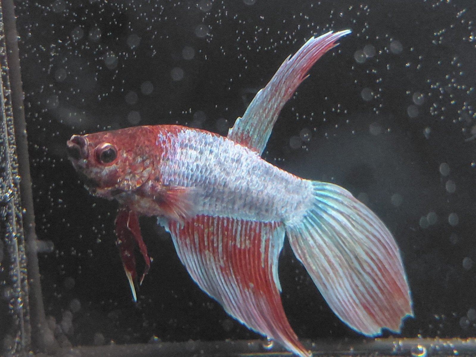 Betta man veiltail, Animaux & Accessoires, Poissons | Poissons d'aquarium, Poisson