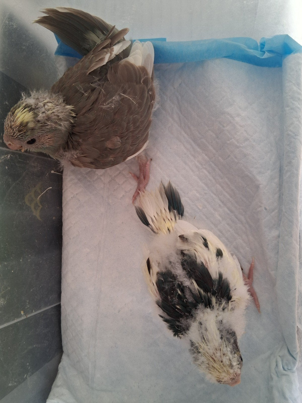 kakarikie,s, Dieren en Toebehoren