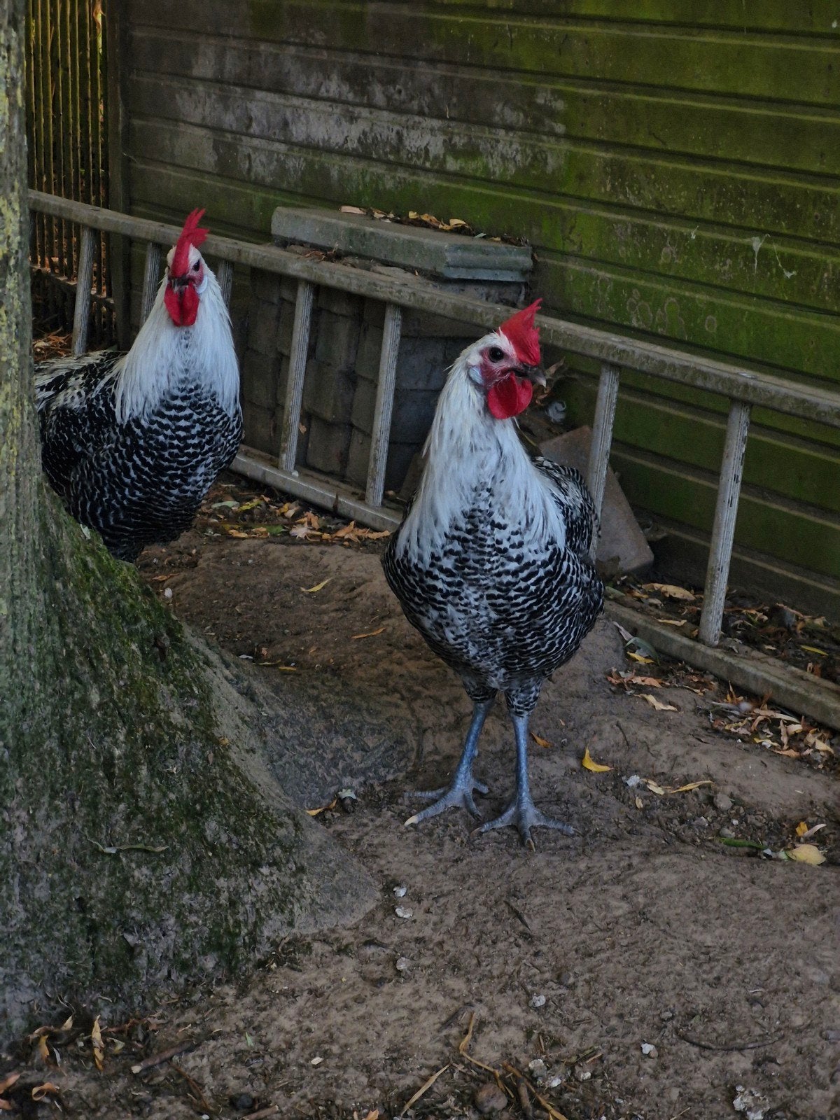 Zilverbrakel hanen (2026), Mâle, Poule ou poulet