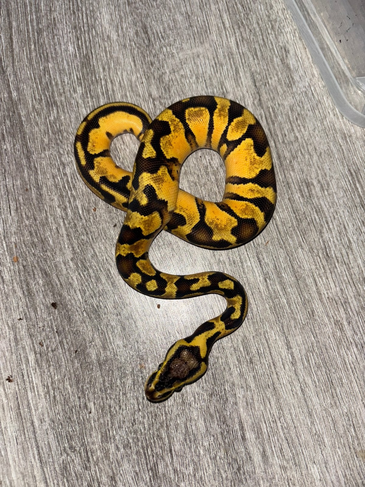 Python regius
