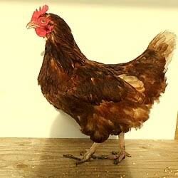 Bruine legkippen te koop, Femelle, Poule ou poulet