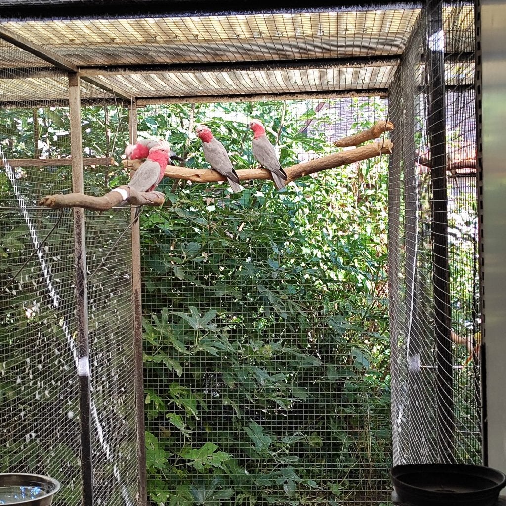 Rose kaketoes, Geslacht onbekend, Papegaai, Geringd