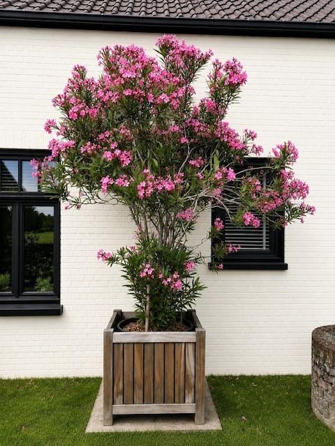Oleander meerstammig, Tuin en Terras, Planten | Tuinplanten, Ophalen, Vaste plant