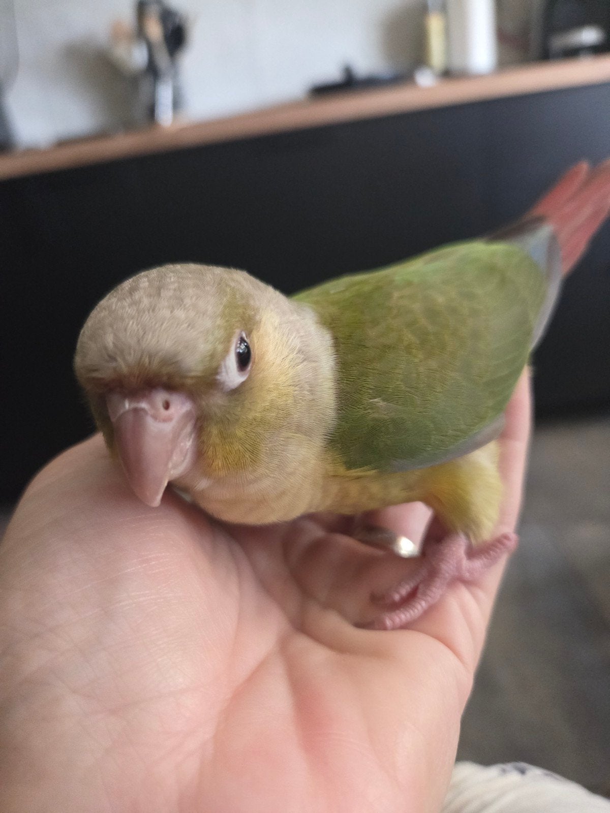 conure molinae mâle eam, Mâle