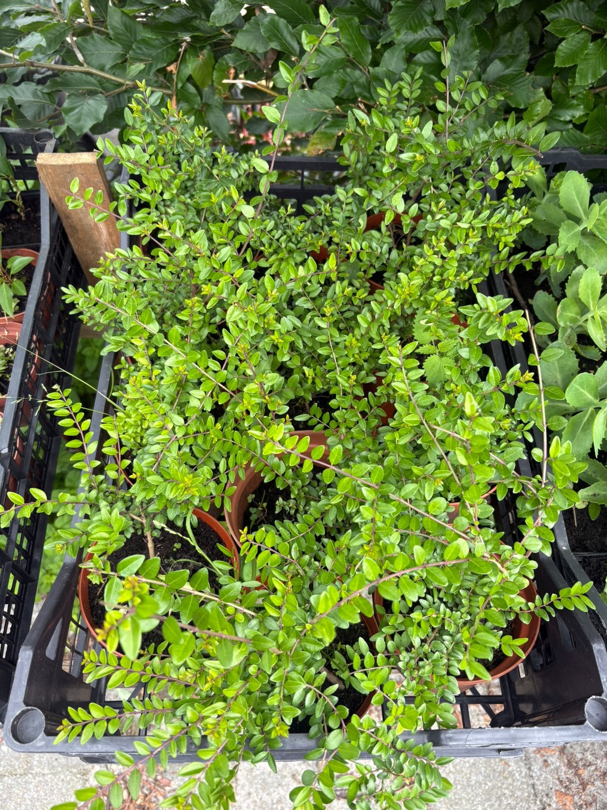 Lonicera nitida elegant, Ophalen