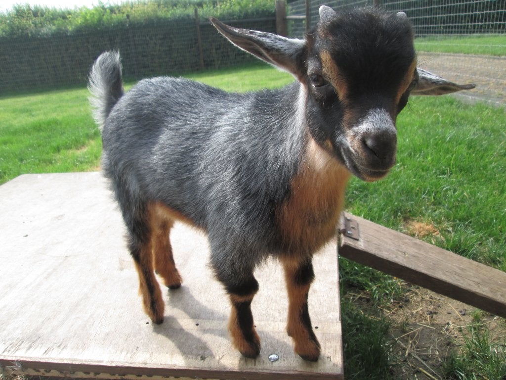 Blauwschimmeltan dwerggeitenbokje van Jill, Dieren en Toebehoren, Mannelijk, Geit, 0 tot 2 jaar