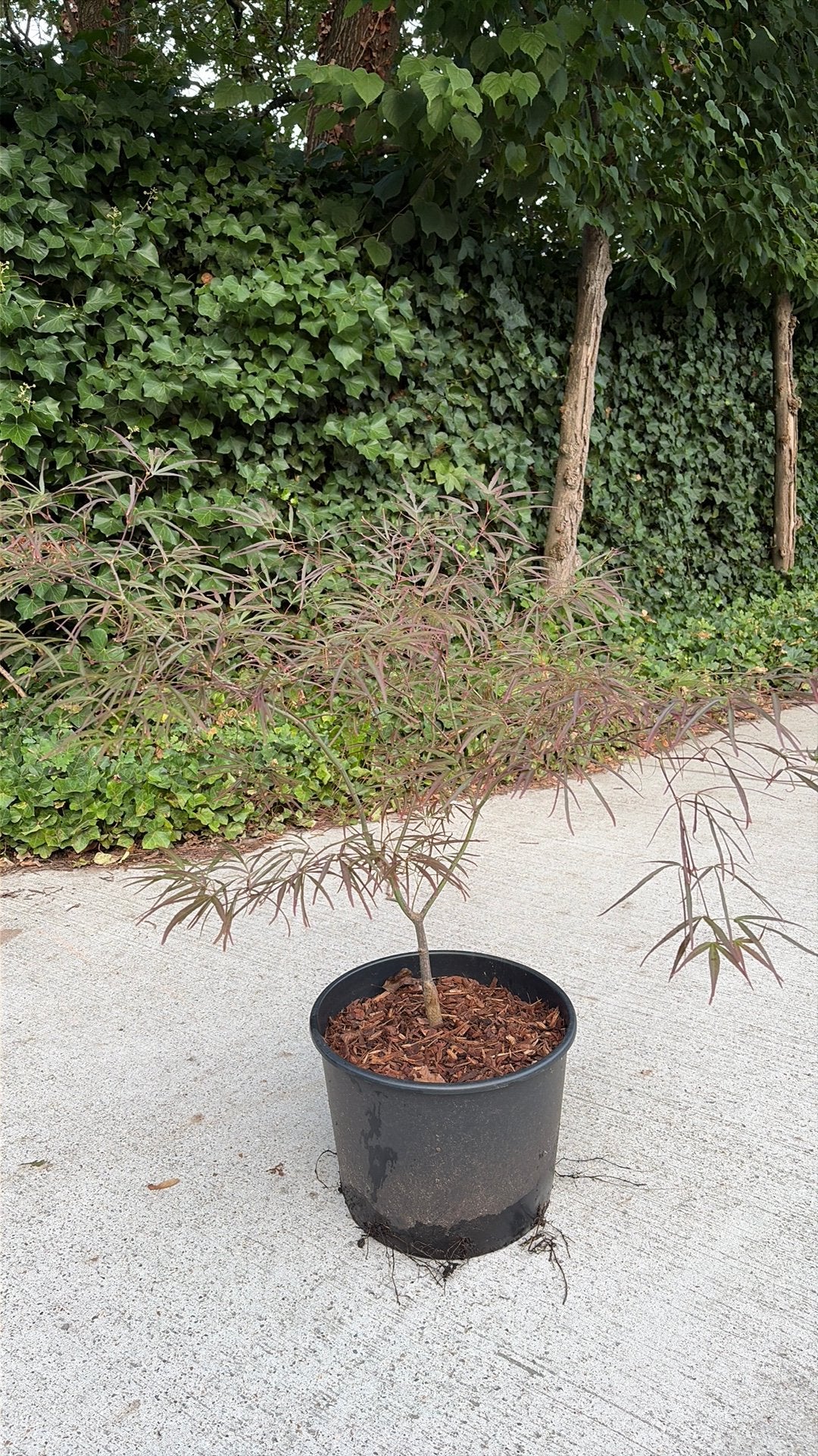 Acer palmatum, type linearilobum (rood), Tuin en Terras, Planten | Bomen, Ophalen