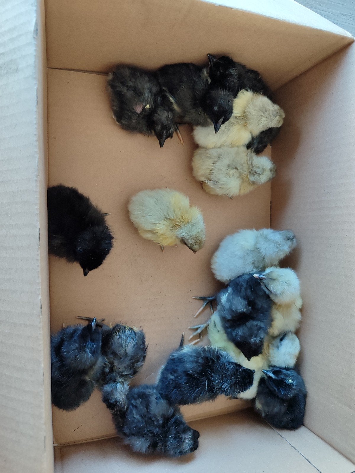 13 x kuiken Silverudd bla, Dieren en Toebehoren