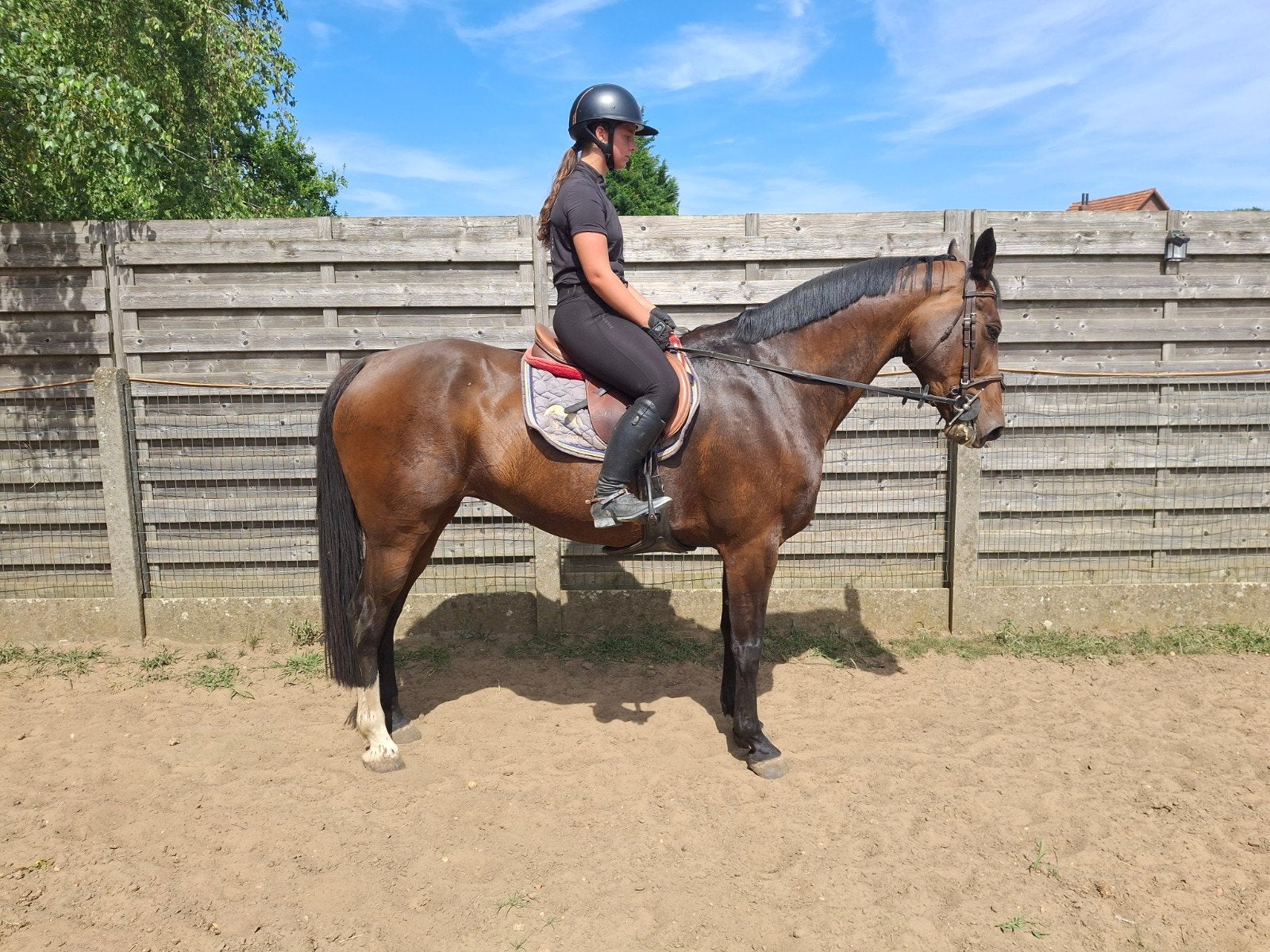 Super allrounder leerpaard