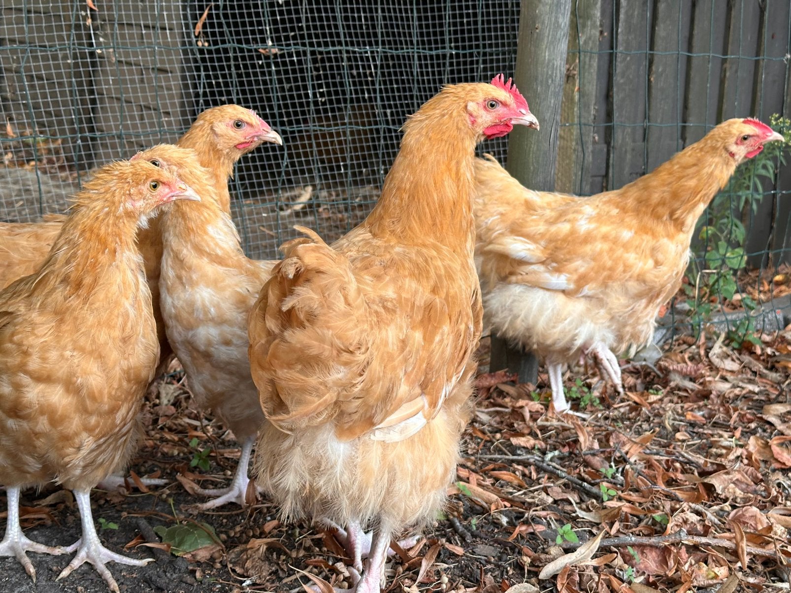 Orpington buff, Dieren en Toebehoren