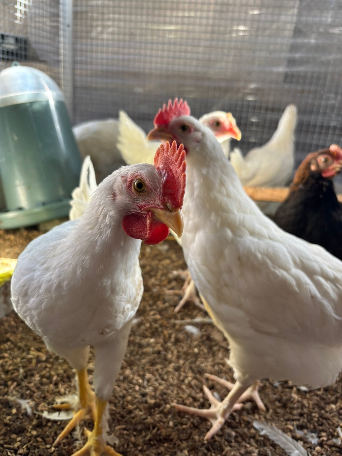3 hanen te koop, Dieren en Toebehoren, Meerdere dieren, Kip