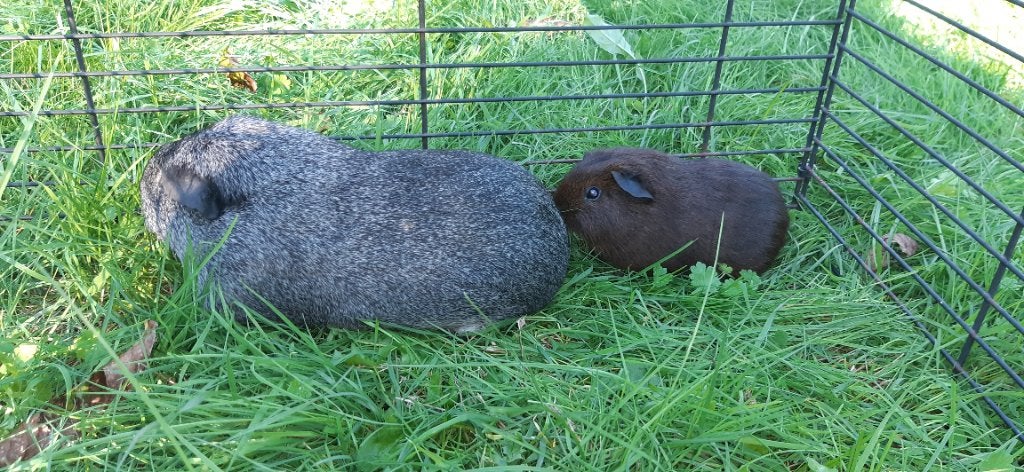 Jonge goudagouti cavia, Augustus, Mannelijk, Cavia