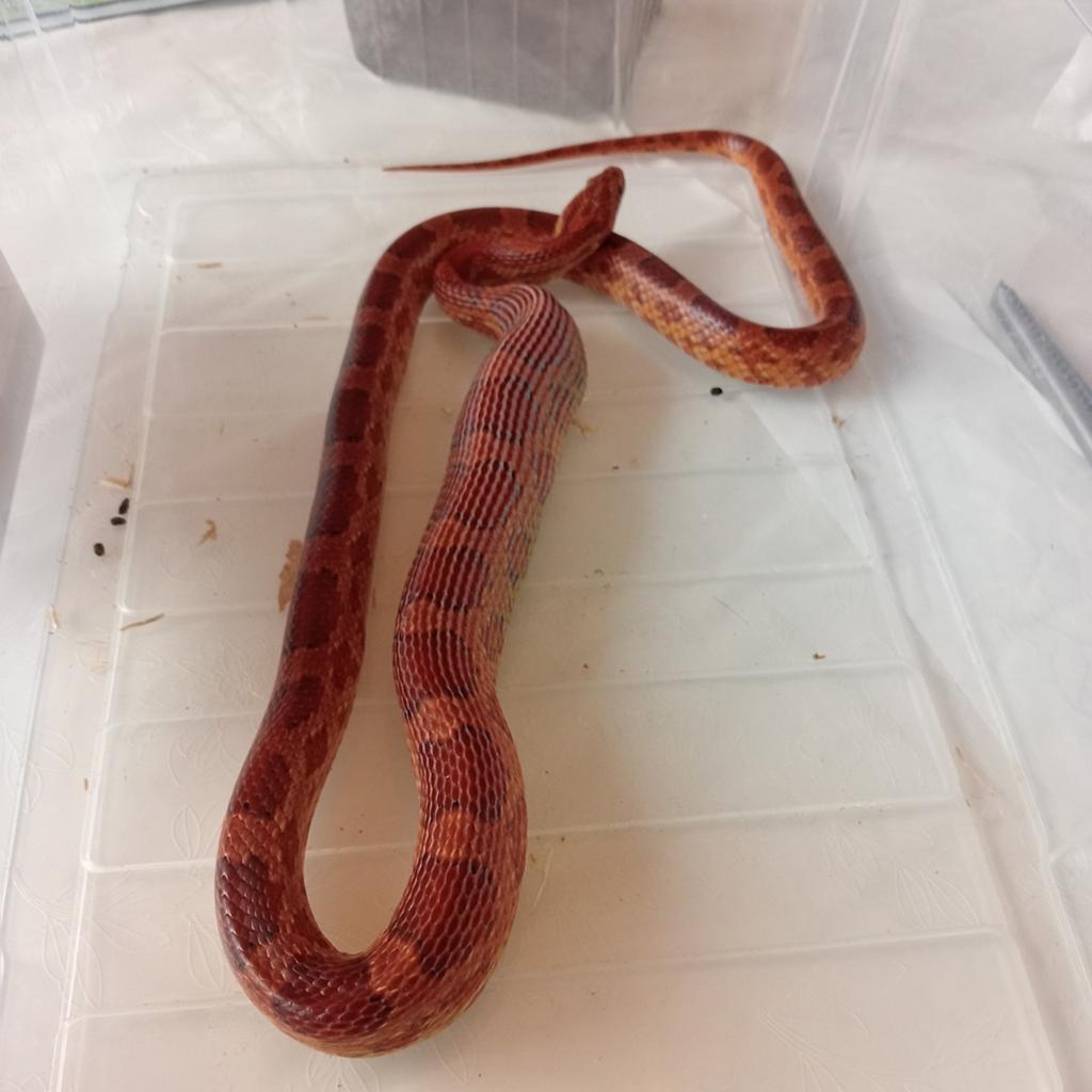 3 korenslangen, Dieren en Toebehoren, Reptielen en Amfibieën, Slang, Tam, 0 tot 2 jaar