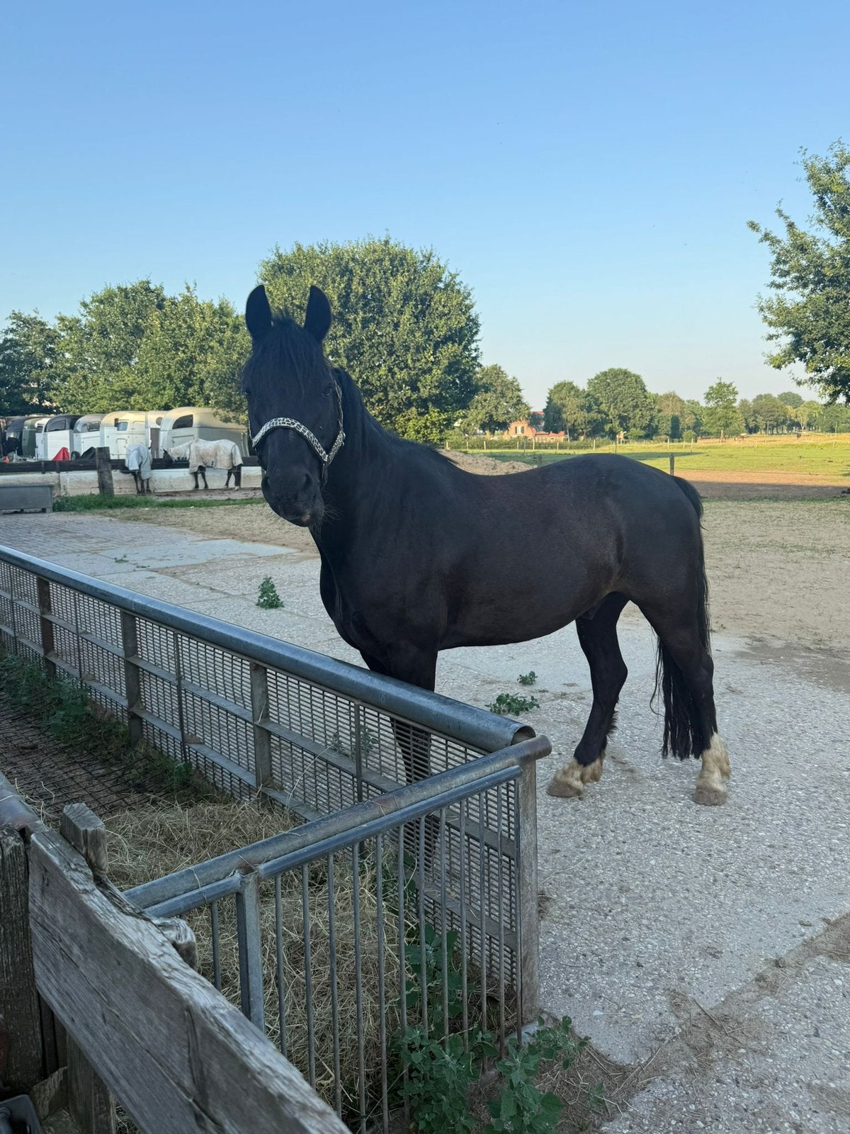 Zwarte d pony, Dieren en Toebehoren, Ruin