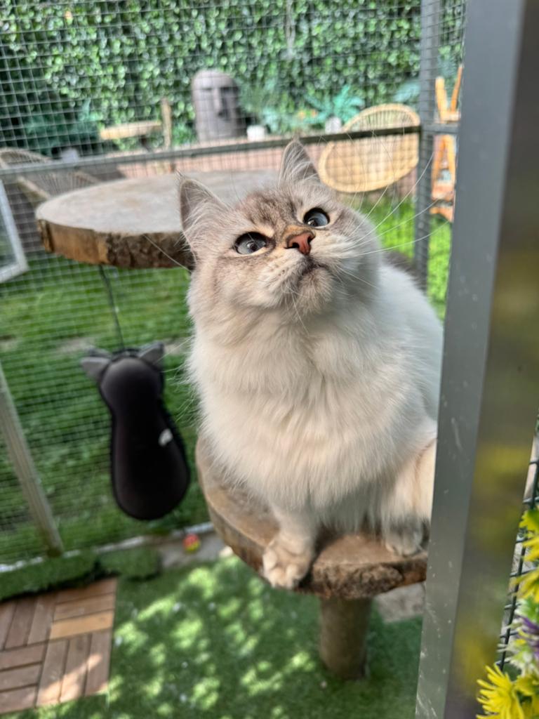 Siberische Kitten ( neva Masquerade), Dieren en Toebehoren, Poes, 0 tot 2 jaar