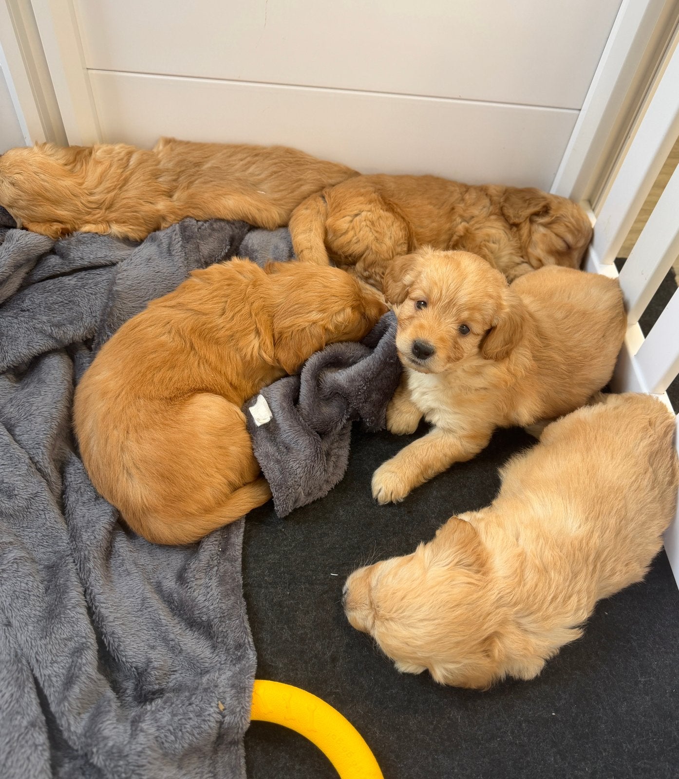 Knappe mini goldendoodle pups, Poedel, België, CDV (hondenziekte), 8 tot 15 weken