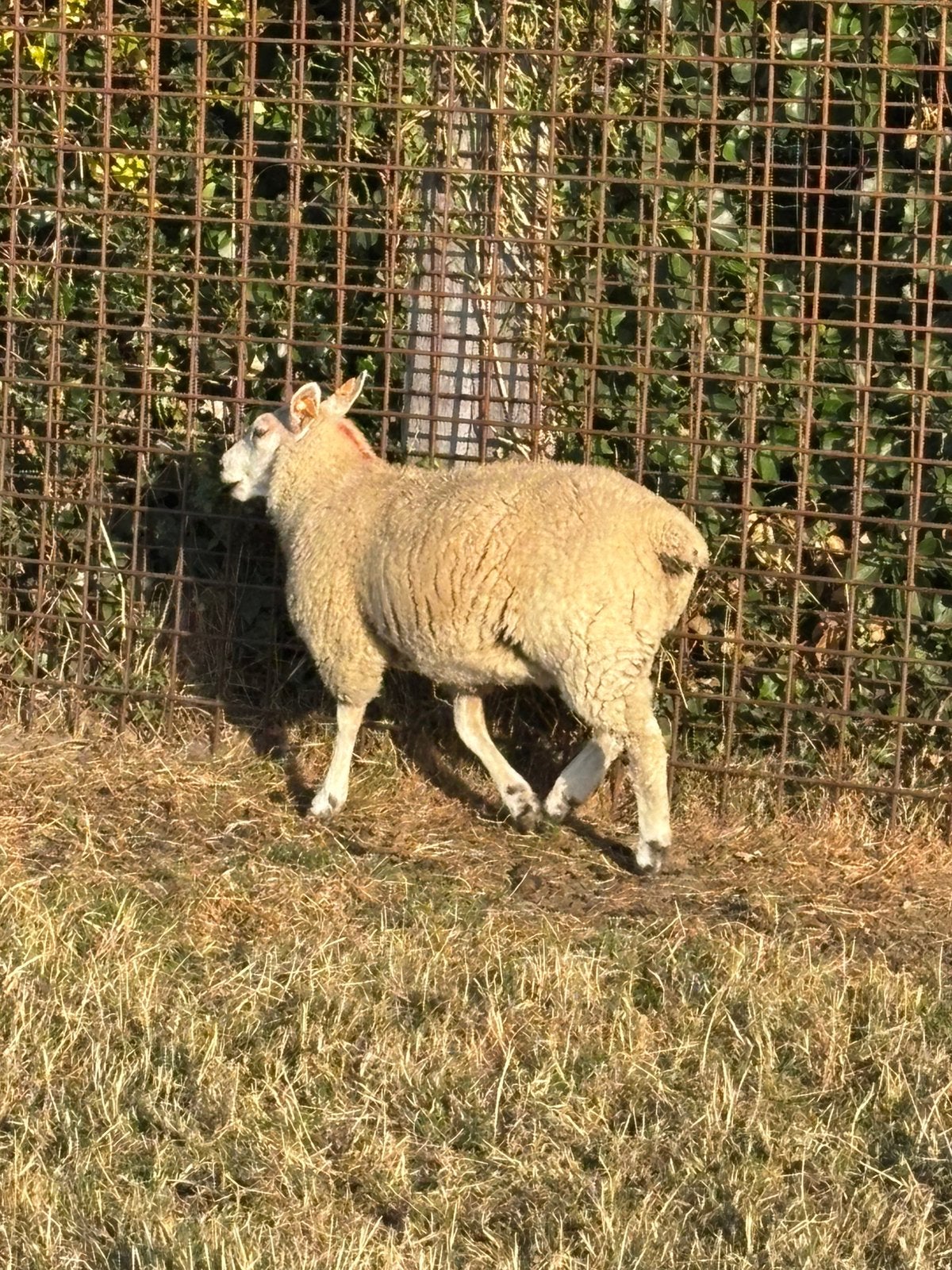 Deux brebis et agneaux à vendre, Animaux & Accessoires, Moutons, Chèvres & Cochons, Femelle, Mouton, 0 à 2 ans