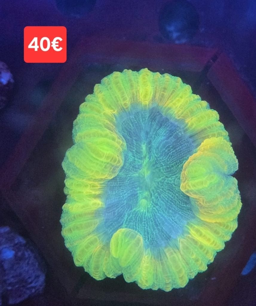 LOBOPHYLLIA (koraal) te koop, Overige typen, Zoutwatervis