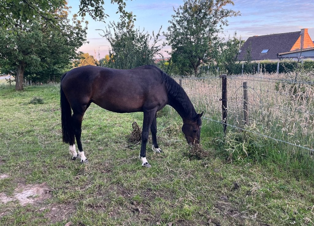 15-jarige fokmerrie, Merrie