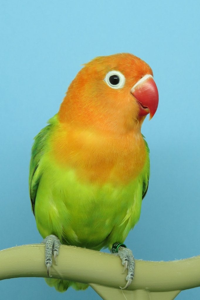 Mooie fischerie, Dieren en Toebehoren, Mannelijk, Dwergpapegaai of Agapornis, Geringd