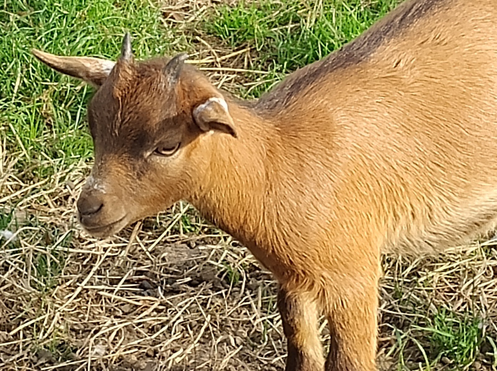 dwerggeitje, mieke, Dieren en Toebehoren, Vrouwelijk, Geit, 0 tot 2 jaar
